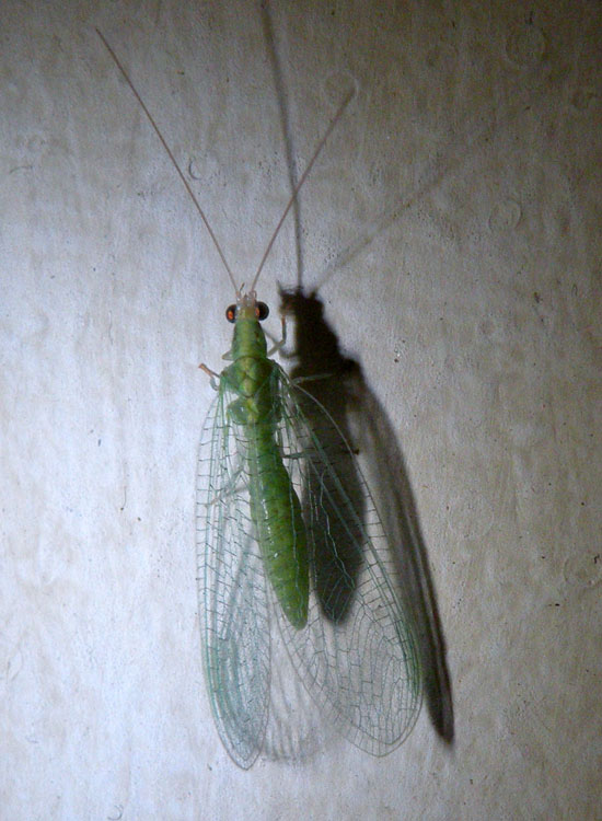 Due Crisope - Dichochrysa flavifrons e Chrysoperla sp.